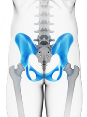 3d rendered illustration - hip bone