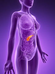 3d rendered illustration - pancreas