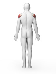 3d rendered illustration - deltoid muscle