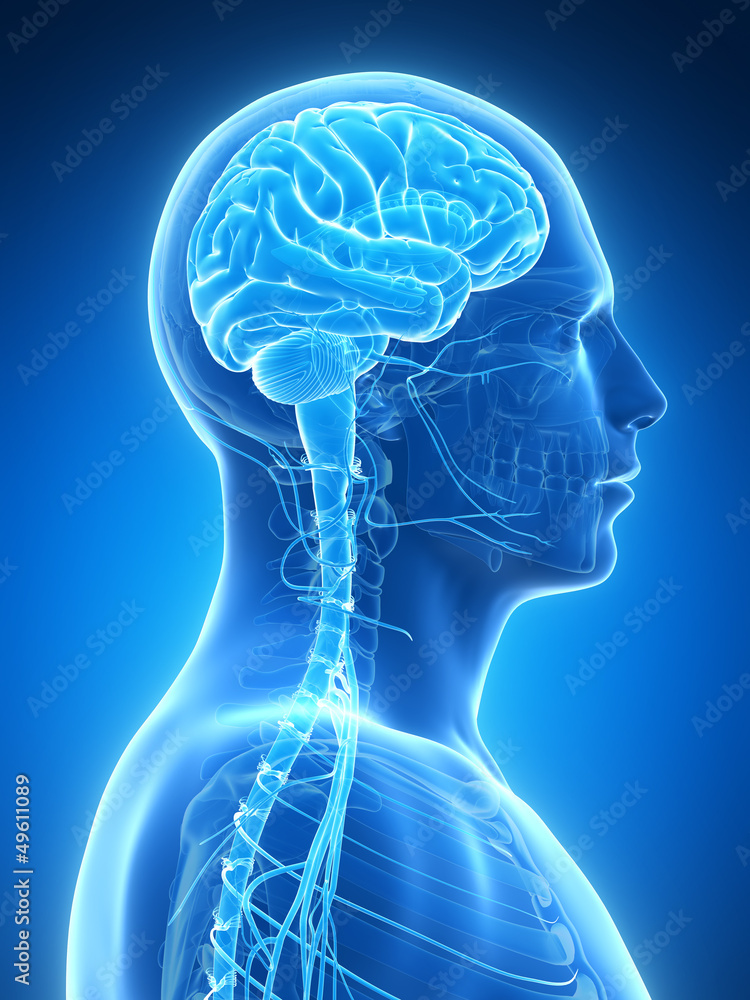 Wall mural 3d rendered illustration - male brain