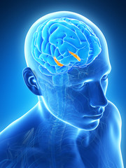 3d rendered illustration - hippocampus