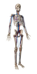 3d rendered illustration - vascular system