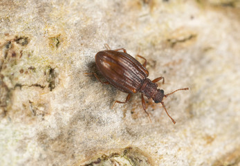 Stephostethus lardarius, a Scavenger beetle, on wood