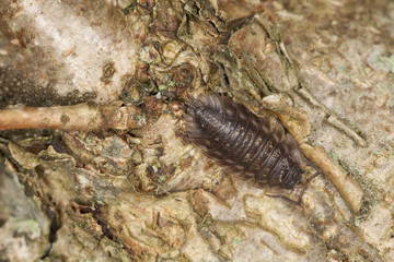 Woodlouse on oak, macro photo with high magnification