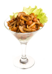 agaric honey at plate