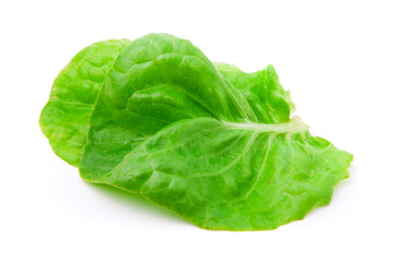 lettuce leaves on a white background.