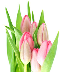 fresh spring pink tulip flowers with water drops