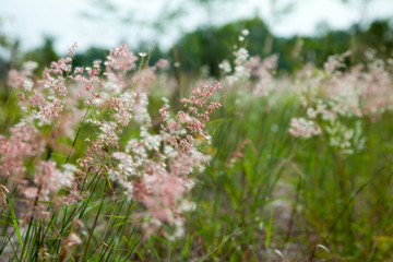 Grass flower field