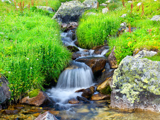 River and grass. Composition of the nature