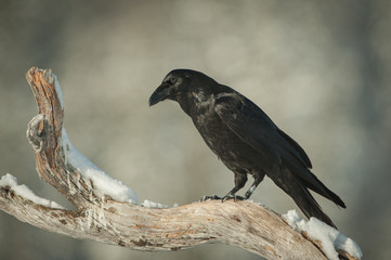 Common Raven