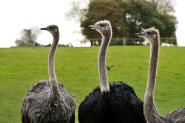 Three Ostriches