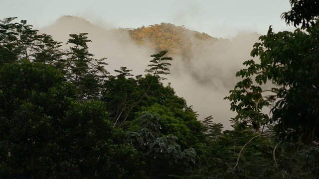 At sunset in the mountains, Pico Bonito National Park