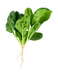 Fresh spinach