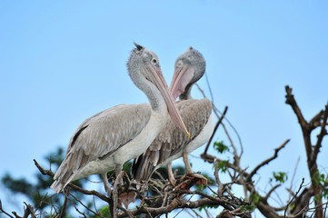 Fototapeta premium Pelicans on tree
