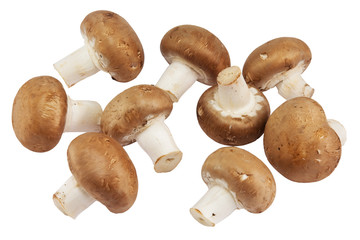 mushrooms on a white background