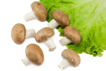 mushrooms with lettuce on a white background