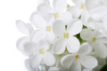 Fototapeta na wymiar Piękne lilac samodzielnie na białym tle