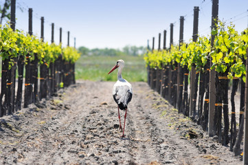 stork walking through the vineyards - 49619470