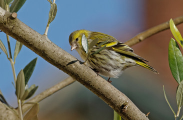 Carduelis spinus (f) - Tarin des aulnes sur olivier