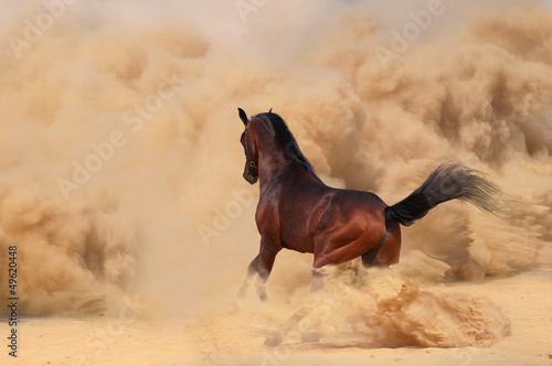 Лошадь пустыня песчаная буря бесплатно