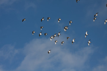 Oystercatchers