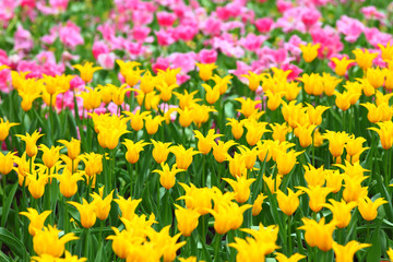 Obraz premium tulips flower