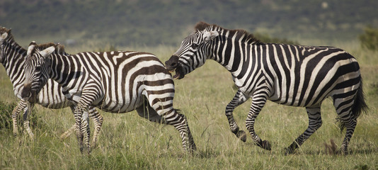 Fototapeta na wymiar Zebras mordiéndose
