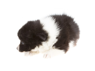 Naklejka premium Portrait of pomeranian spitz