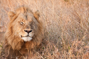 Fototapeta premium Male lion walk lay in brown gras