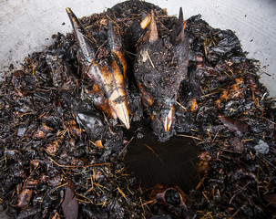 Serow skull in a herbal pot