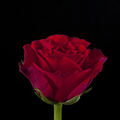 Rote Rosen