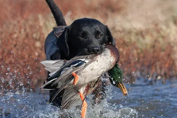 Printed roller blinds Hunting Black Lab with Mallard
