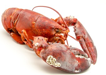 Bogavante cocido
