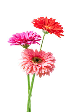 gerbera flowers