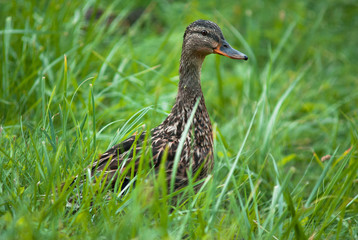 Naklejka na ściany i meble wild duck in the grass