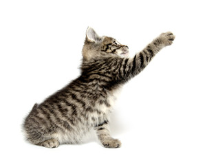 Cute tabby kitten