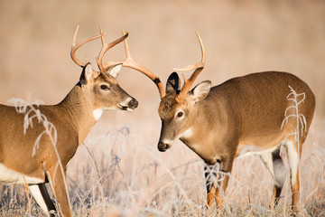 White-tailed deer bucks sparring