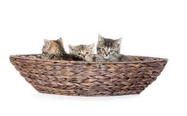 Fototapeta na wymiar Three kittens in basket