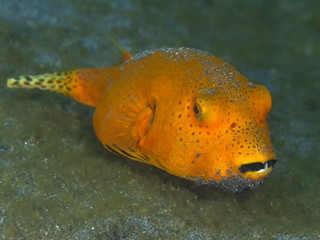 Coral fish Blackspotted puffer