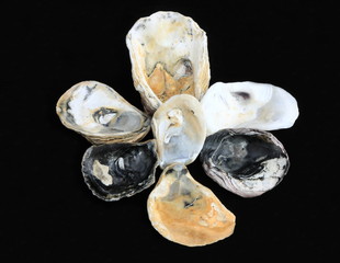 Oysters flower