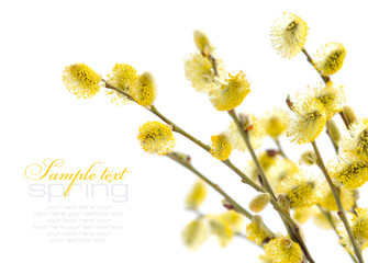 Yellow pussy willow branches on a white background © nmelnychuk