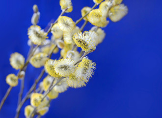 Yellow pussy willow branches on a blue background © nmelnychuk
