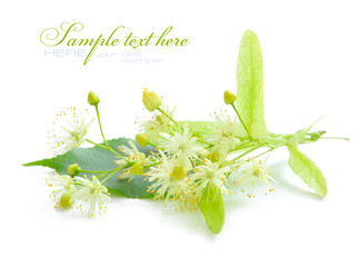 Flowers of linden tree on a white background