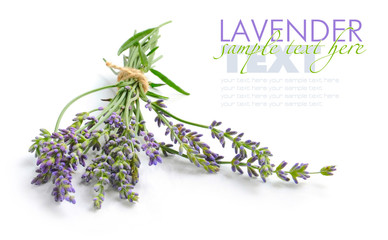 Bunch of lavender flowers (Lavandula spica) on a white backgroun