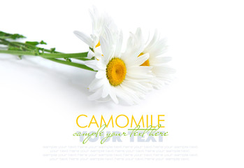 Chamomile flowers on a white background with space for text