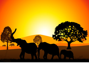 Naklejka na ściany i meble Słonie w Safari