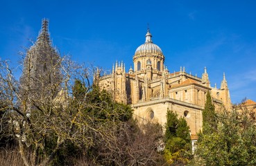 Fototapeta na wymiar Salamanca Cathedral Behind Trees