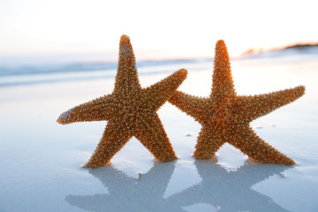Fototapeta na wymiar rozgwiazda morze Silhouette gwiazda na Sunrise Beach, płytkie dof