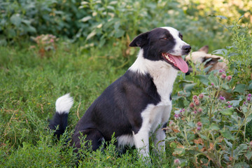 Fototapeta na wymiar dog sitting in the grass