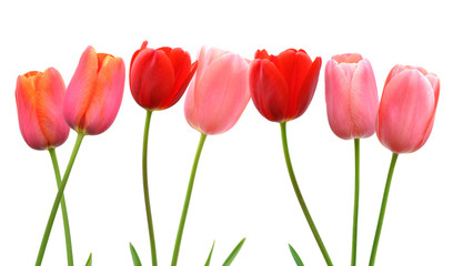 Row of pink and red spring tulip flowers on white background
